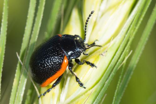 Chrysolina kuesteri